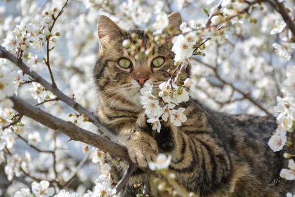 Кот Весна