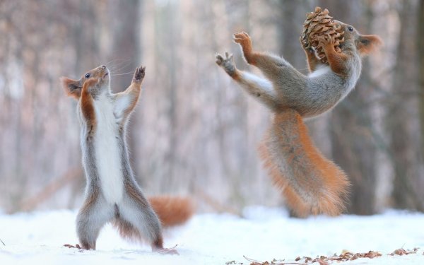Забавные животные зимой