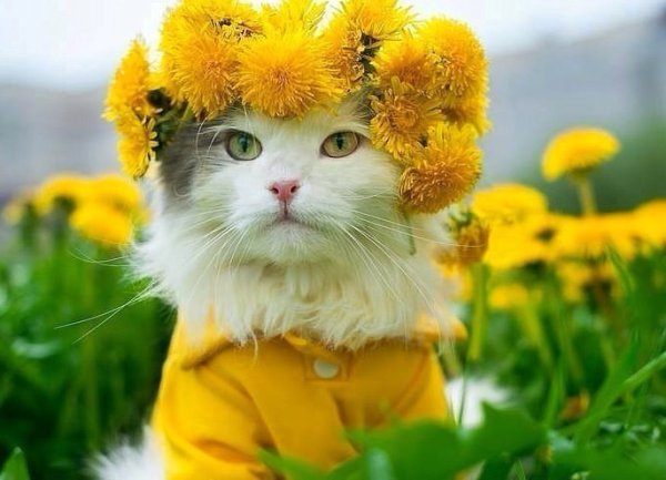 Кот и одуванчик