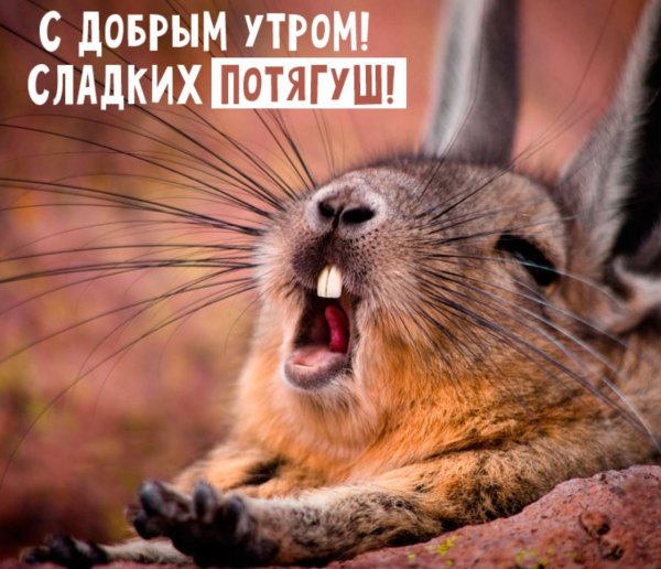 Прикольные животные