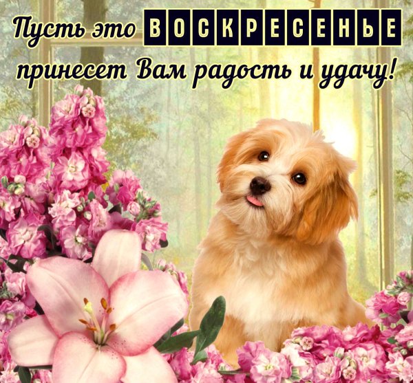 Красивые пожелания с воскресным днем