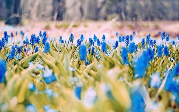 Природа в голубом цвете