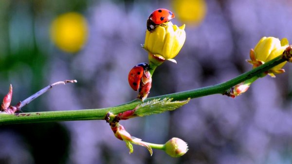 Весна природа оживает