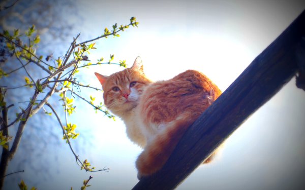Утро Весна коты