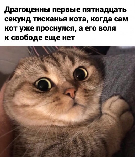 Прикольные картинки для поднятия настроения
