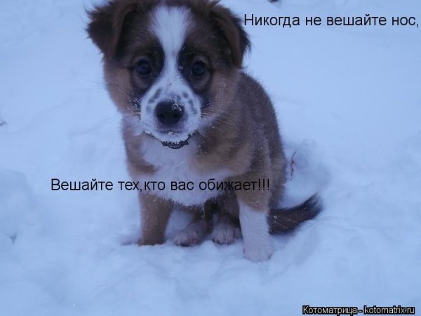 Всегда держи хвост пистолетом