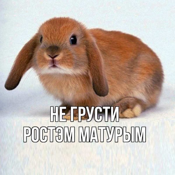 Кролик на белом фоне