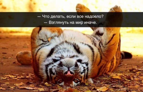 Позитивчик для поднятия настроения