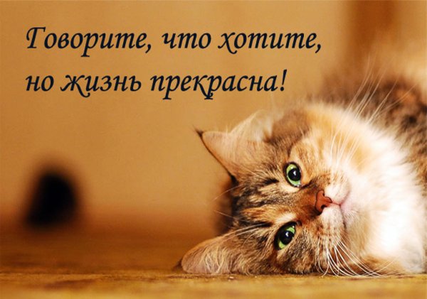 Фразы на тему жизнь прекрасна
