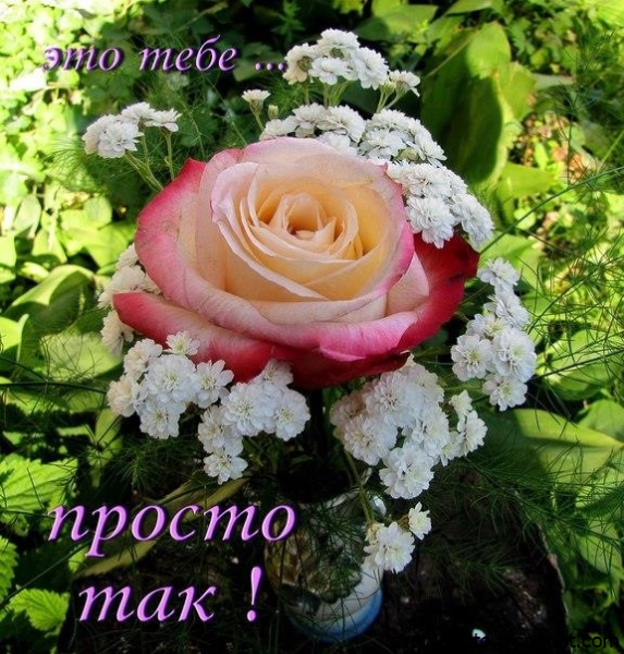 Подруге цветы для настроения