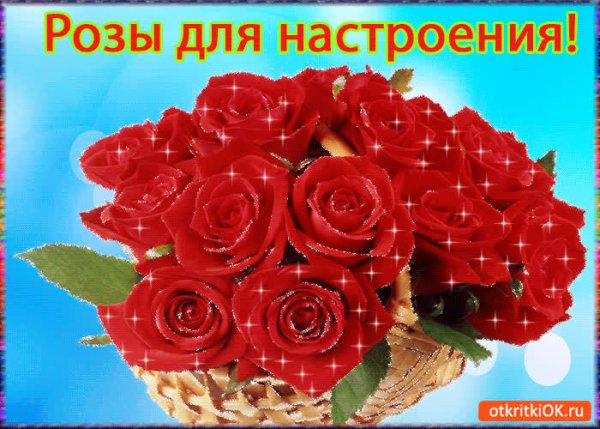 Красивые розы для хорошего настроения