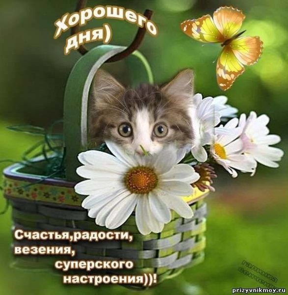 Радостного дня и хорошего настроения