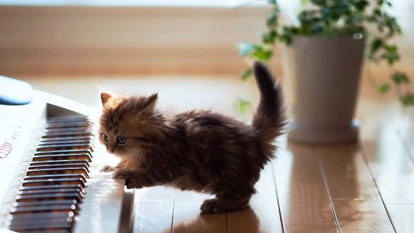 Котята играются