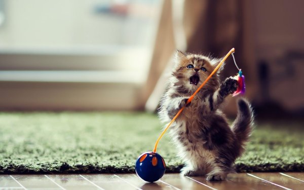 Игривый котенок