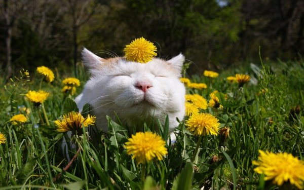 Кот и одуванчик