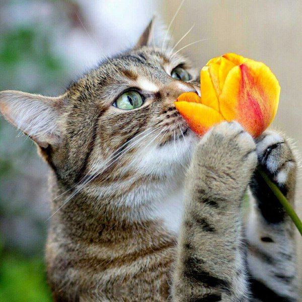 Позитивные коты