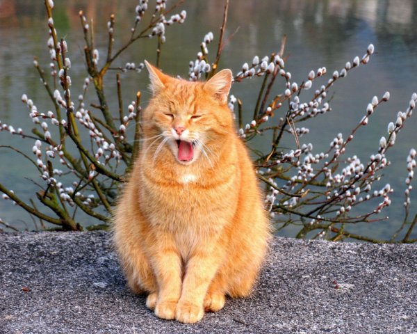 Коты весной
