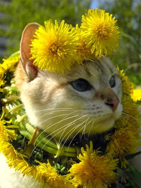 Кошка в венке из цветов