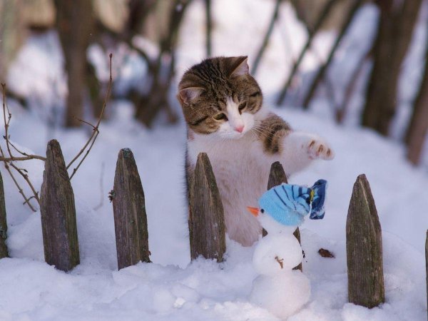 Весёлый кот зимой