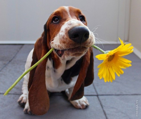 Картинки для поднятия настроения