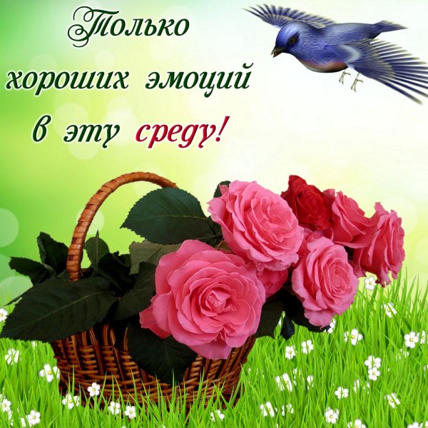 Поздравление со средой