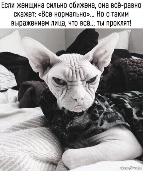 Лысые коты