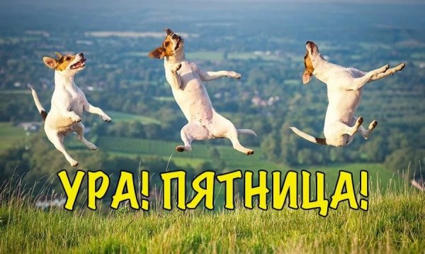 Джек Рассел в прыжке