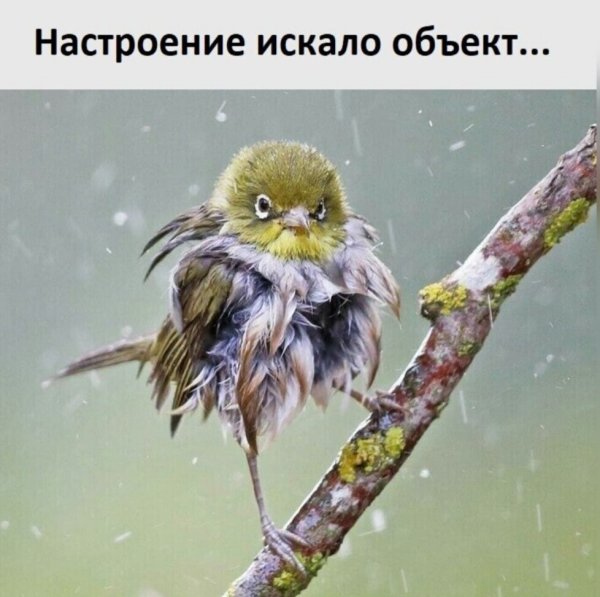 Ничто не Воробей кроме воробья