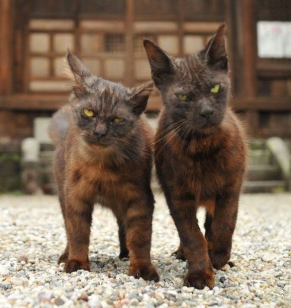 Банда кошек