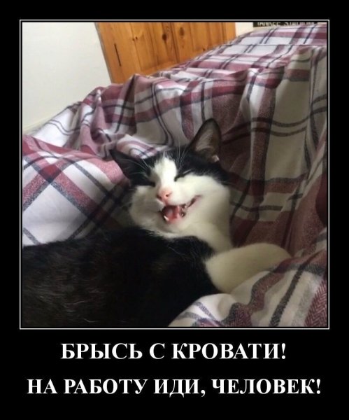 Брысь спать