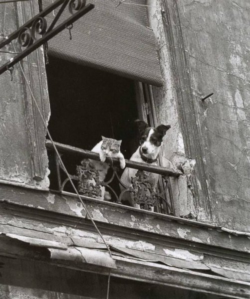 Кот и собака у окна