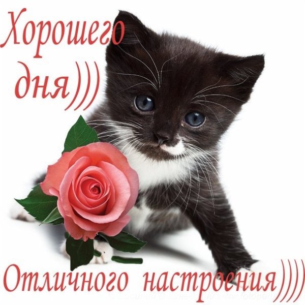 Открытка хорошего дня девушке