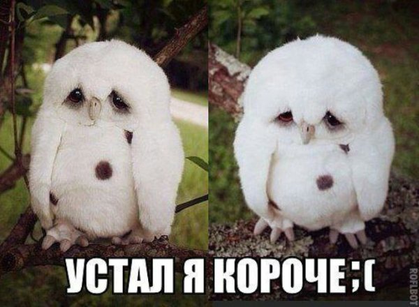 Не с кем погулять