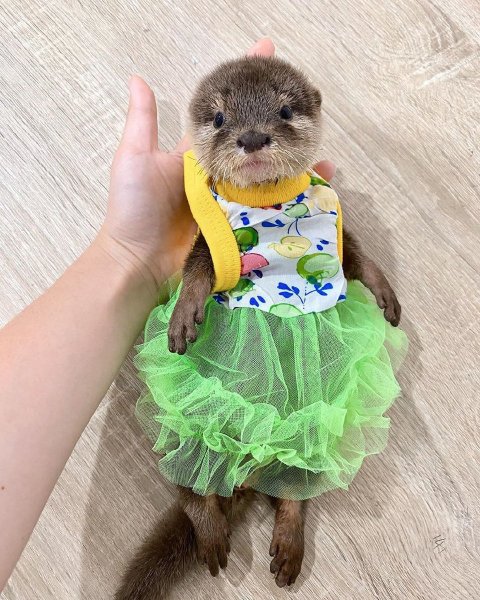 Прикольные для поднятия настроения