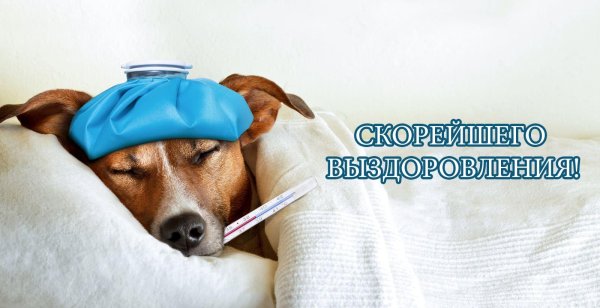 Открытка выздоравливай с собакой