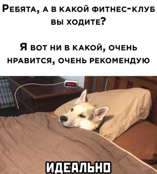 Утренний юмор в картинках для поднятия настроения