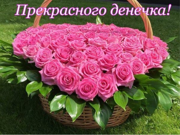 Хорошего дня розы