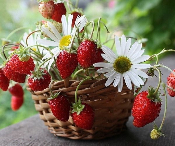 Летнее настроение