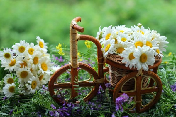 Цветы в корзине на траве