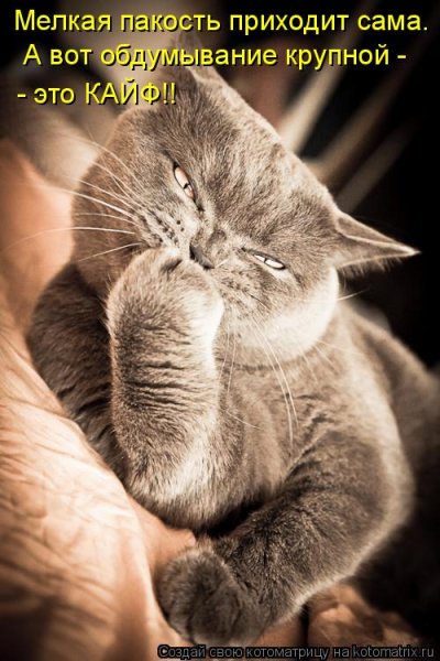 Кошачьи гадости