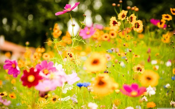 Картинка поле цветов для настроения (33 фото)