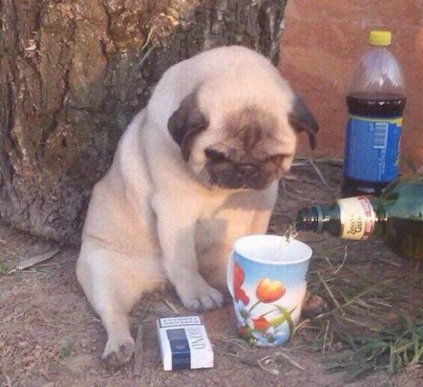 Dawg Мопс