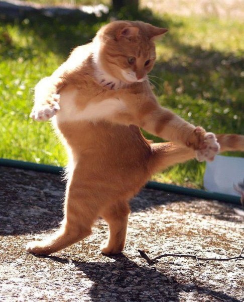 Танцующий кот