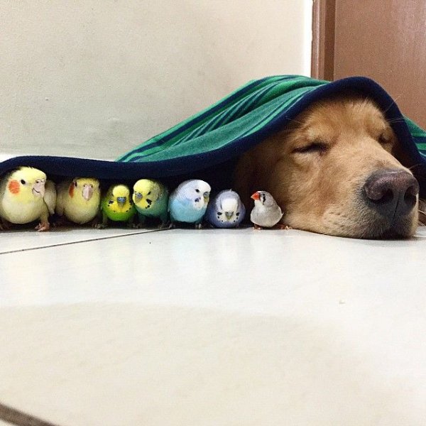 Собака и хомяк
