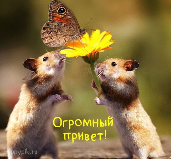 Позитивные животные
