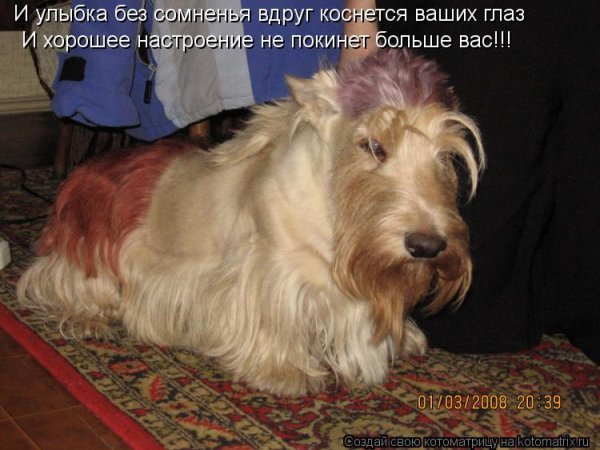И хорошее настроение не покинет