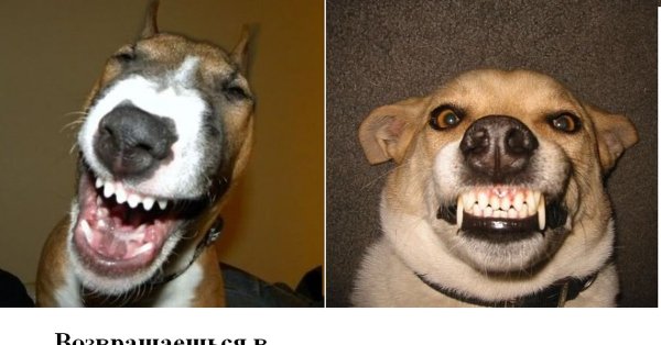 Смешные картинки с надписями для поднятия настроения