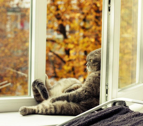 Котик на подоконнике