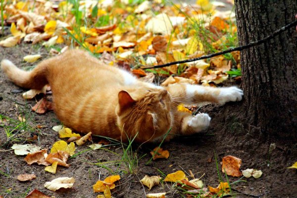 Осенний рыжий кот