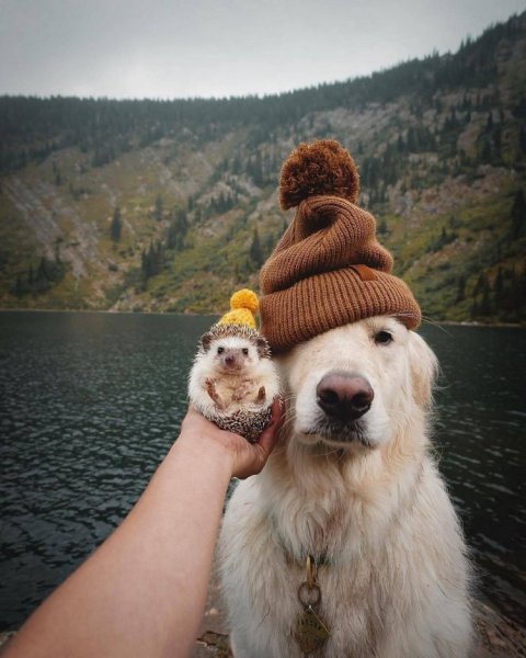 Смешная гусеница